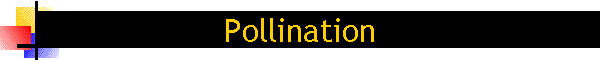 Pollination, Packages and Queens