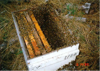 Bee Box