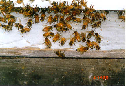 swarm on landing 1.TIF (382666 bytes)